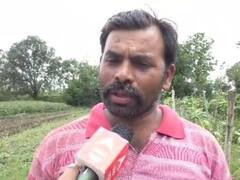 एमपी: बारिश की वजह से फसलों को भारी नुकसान, टमाटर को देख किसानों के निकल रहे आंसू