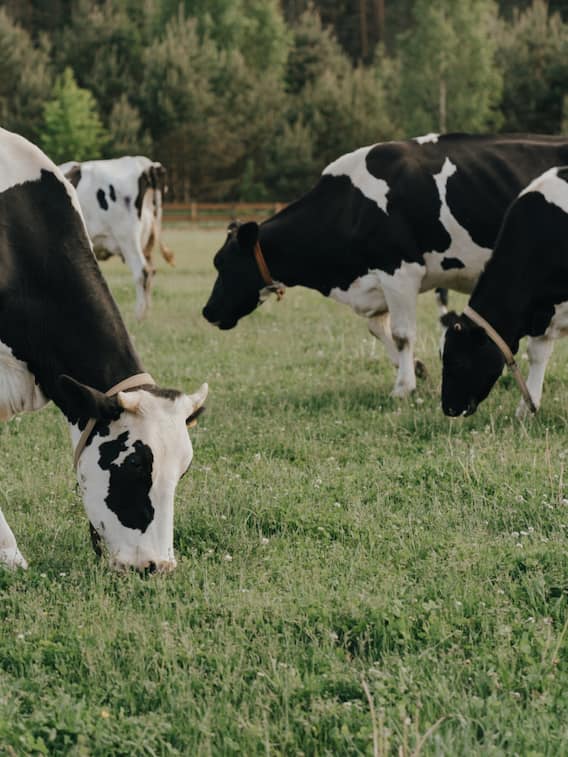 इन 3 नस्ल की गाय पालें, जल्द बन जाएंगे लखपति