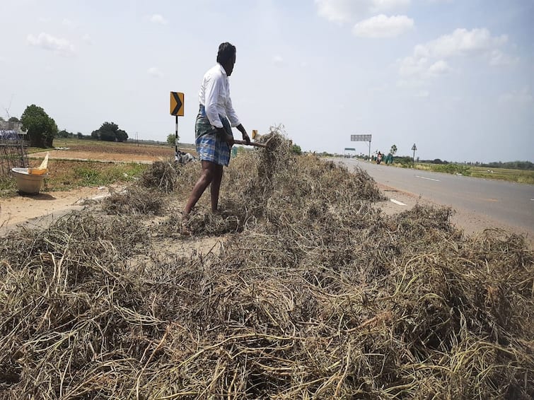 Thanjavur Cultivation of gram as summer plough Farmers are busy harvesting and drying TNN Thanjavur: கோடை உழவாக உளுந்து சாகுபடி: அறுவடை செய்து காய வைக்கும் பணியில் விவசாயிகள் மும்முரம்