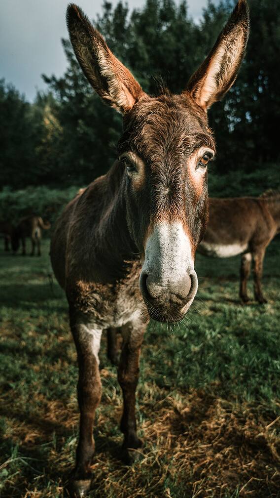 पाकिस्तानवर गाढवं विकण्याची वेळ...