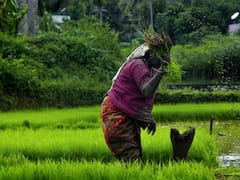 Rice Wheat Production : தென் மாநிலங்களை பின்னுக்கு தள்ளும் வட மாநிலங்கள்.. இந்தியாவின் பிரதான உணவுகளை உற்பத்தி செய்யும் மாநிலங்களின் விவரம் உள்ளே!