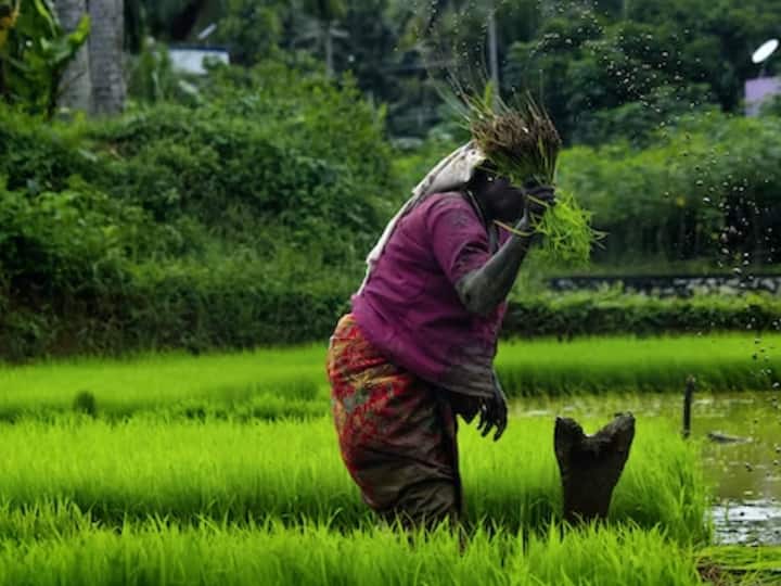 இந்திய மக்களின் பிரதான உணவு பட்டியலில் அரசி, கோதுமை ஆகிய இரண்டும் முக்கிய பங்கு வகிக்கிறது. கார்போஹைட்ரேட்ஸ் நிறைந்த இவை இரண்டும் பெரும் அளவில் உட்கொள்ளபடுவதால், இவை அதிக அளவில் தேவைப்படுகிறது.