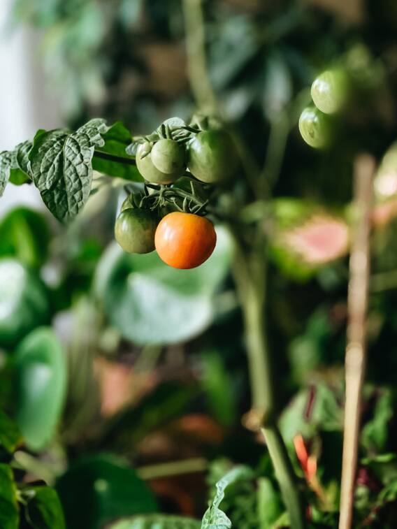 बिना बीज के भी उगाए जा सकते हैं ये 5 पौधे