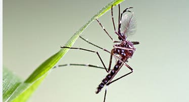 पावसाळ्यात डेंग्यू आणि मलेरियाचा प्रसार झपाट्याने होतो. डासांच्या उत्पत्तीमुळे अनेक प्रकारचे आजार वाढू लागतात. हे टाळण्यासाठी तुम्ही डॉक्टरांच्या सल्ल्याने काही घरगुती उपाय करू शकता.
