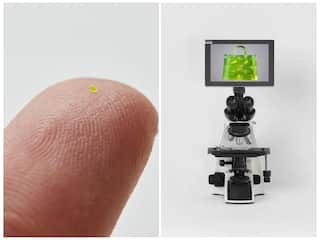 Microscopic Handbag Fetches Over $60,000 At Auction: Luxury Item Smaller Than A Grain Of Salt