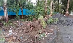 Gujarat Rain: વલસાડમાં વૃક્ષ વીજ લાઈન પર પડતા વીજ થાંભલાઓ ધરાશાયી, 400થી વધુ ઘરોમાં વીજ પુરવઠો ખોરવાયો