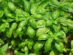 बरसात में जरूर करें इन सब्जियों की खेती, किसानों को होगा बंपर मुनाफा