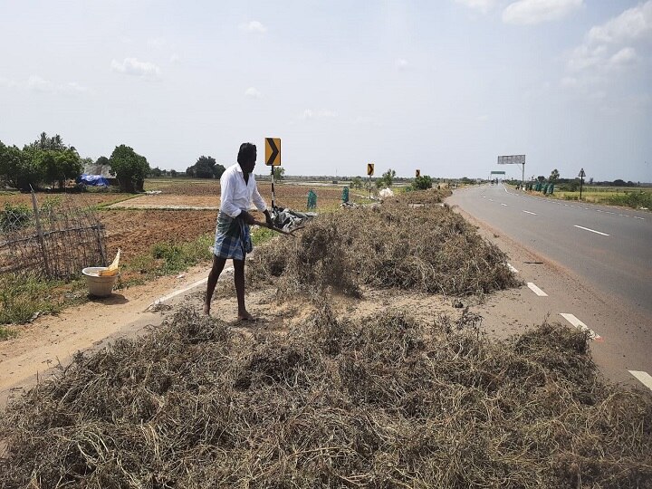 Thanjavur: கோடை உழவாக உளுந்து சாகுபடி: அறுவடை செய்து காய வைக்கும் பணியில் விவசாயிகள் மும்முரம்