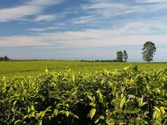 यहां चाय की खेती करने वाले किसानों को मिलती है 50 फीसदी की सब्सिडी, ऐसे करें अप्लाई
