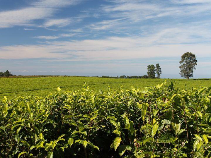 चाय की खेती के बारे में सुनते ही हमारे दिमाग में पूर्वोत्तर के राज्य घूमने लगते हैं. लेकिन ऐसा नहीं है कि चाय की खेती सिर्फ वहीं होती है. पश्चिम बंगाल और बिहार में भी चाय की खेती होती है.