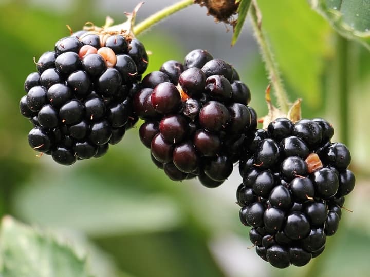 दरअसल, ब्लैक बेरी एक अलग फल का नाम है. हालांकि, दिखने में ब्लैकबेरी जामुन की तरह लग सकती है, लेकिन यह जामुन नहीं है. ये दोनों ही फल एक दूसरे से काफी अलग हैं.