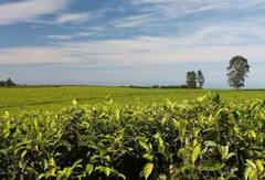 ਇੱਥੇ ਚਾਹ ਦੀ ਖੇਤੀ ਕਰਨ ਵਾਲੇ ਕਿਸਾਨਾਂ ਨੂੰ ਮਿਲਦੀ ਹੈ 50 ਫੀਸਦੀ ਸਬਸਿਡੀ, ਇਸ ਤਰ੍ਹਾਂ ਕਰੋ ਅਪਲਾਈ