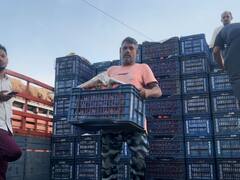 छत्तीसगढ़ में 60 फीसदी घटी टमाटर की सप्लाई, थोक मंडी 24 घंटे में 400 रुपये बढ़े इसके भाव