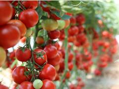 Tomato Price: यहां जानिए गमले में कैसे करें टमाटर की खेती?