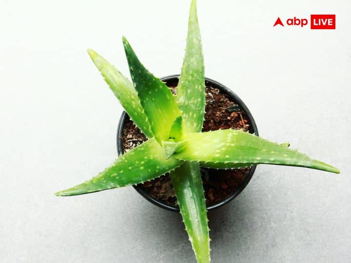 Vastu Tips Aloe vera plant removes obstacles in progress know these rules before planting Vastu Tips: तरक्की में आ रही बाधाओं को दूर करता है एलोवेरा का पौधा, लगाने से पहले जान लें ये नियम