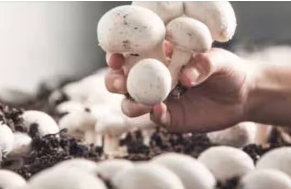 ਮਸ਼ਰੂਮ ਦੀ ਖੇਤੀ ਨਾਲ ਲੱਖਾਂ ਦਾ ਮੁਨਾਫਾ ਕਮਾ ਸਕਦੇ ਨੇ ਕਿਸਾਨ...