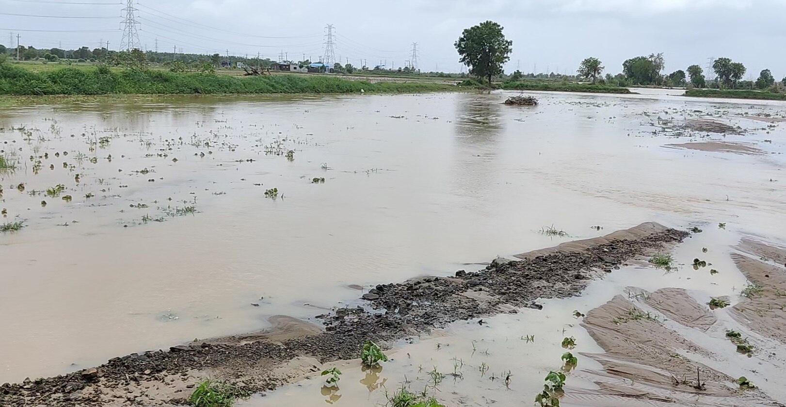 Heavy Rain:  વાવાઝોડા બાદ કચ્છના ખેડૂતોને વરસાદે ધોયા, આ મોંઘા પાકોને થયું પારાવાર નુકસાન