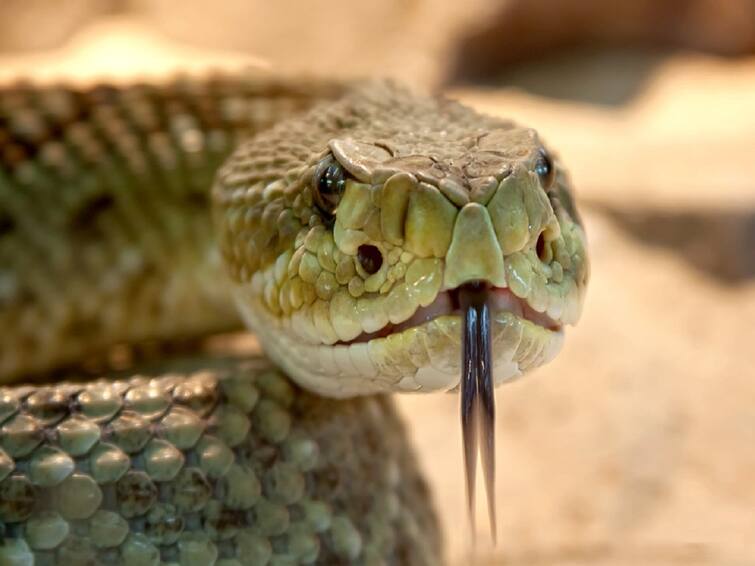 Viral News Snake Bites Rajasthan Man He Survives Snake Bites Him Again After 5 Days Dies Viral News: పగబట్టిన పాము! ఒక్కసారి కాటు వేస్తే చనిపోలేదని, రెండోసారి ఏం చేసిందంటే?