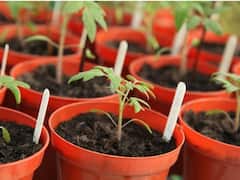 Tomato Price: यहां जानिए गमले में कैसे करें टमाटर की खेती?