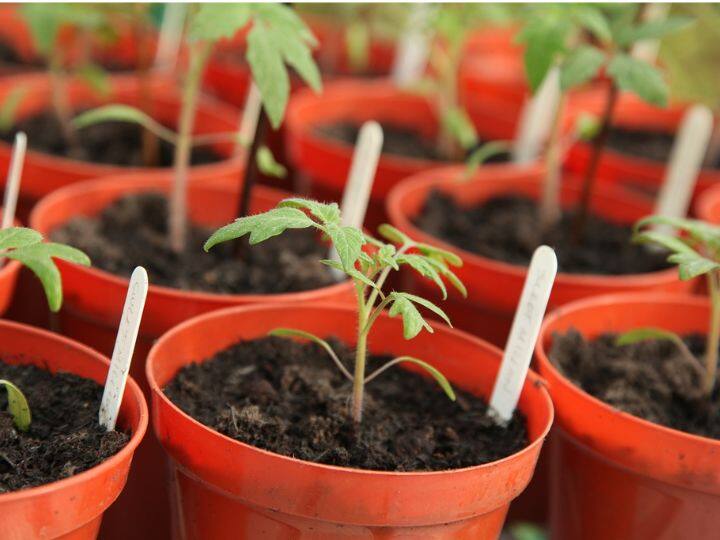 आम आदमी के लिए इस वक्त टमाटर खाना मुश्किल हो गया है. बढ़ी हुई कीमतों की वजह से अब भारतीय रसोइयों से टमाटर गायब हो गया है. दिल्ली एनसीआर में इस वक्त टमाटर 160 रुपये किलो से ज्यादा में बिक रहा है.