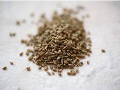 जानिए कैसे करते हैं अजवाइन की खेती, किसान कमा सकते हैं बंपर मुनाफा