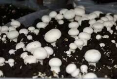 ਜਾਣੋ ਕਿਵੇਂ ਕੀਤੀ ਜਾਂਦੀ ਹੈ ਮਸ਼ਰੂਮ ਦੀ ਖੇਤੀ, ਕਿਸਾਨ ਕਮਾਏਗਾ ਲੱਖਾਂ ਦਾ ਮੁਨਾਫਾ