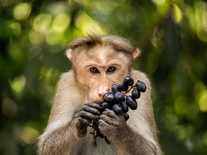 जामुन को अंग्रेजी में Blackberry नहीं, बल्कि Black Plum या फिर Java Plum कहा जाता है.