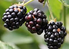 ਜਾਮੁਨ ਨੂੰ ਅੰਗਰੇਜ਼ੀ ‘ਚ ਕੀ ਕਹਿੰਦੇ? ਜ਼ਿਆਦਾਤਰ ਲੋਕ ਕਹਿੰਦੇ ਬਲੈਕਬੈਰੀ, ਪਰ ਸਹੀ ਜਵਾਬ ਤਾਂ...