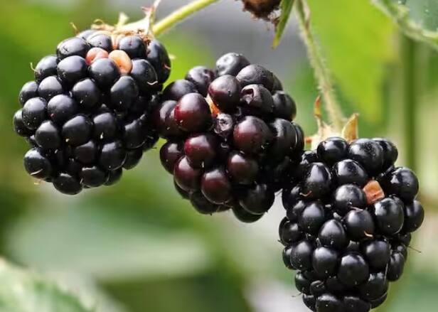 ਦਰਅਸਲ, ਬਲੈਕਬੈਰੀ ਇੱਕ ਵੱਖਰੇ ਫਲ ਦਾ ਨਾਮ ਹੈ। ਹਾਲਾਂਕਿ, ਦਿੱਖ ਵਿੱਚ ਬਲੈਕਬੇਰੀ ਜਾਮੁਨ ਵਰਗੀ ਲੱਗ ਸਕਦੀ ਹੈ ਪਰ ਇਹ ਜਾਮੁਨ ਨਹੀਂ ਹੈ। ਇਹ ਦੋਵੇਂ ਫਲ ਇੱਕ ਦੂਜੇ ਤੋਂ ਬਿਲਕੁਲ ਵੱਖਰੇ ਹਨ।