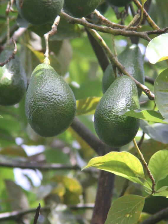 इस फल की खेती कर कमाएं लाखों रूपये