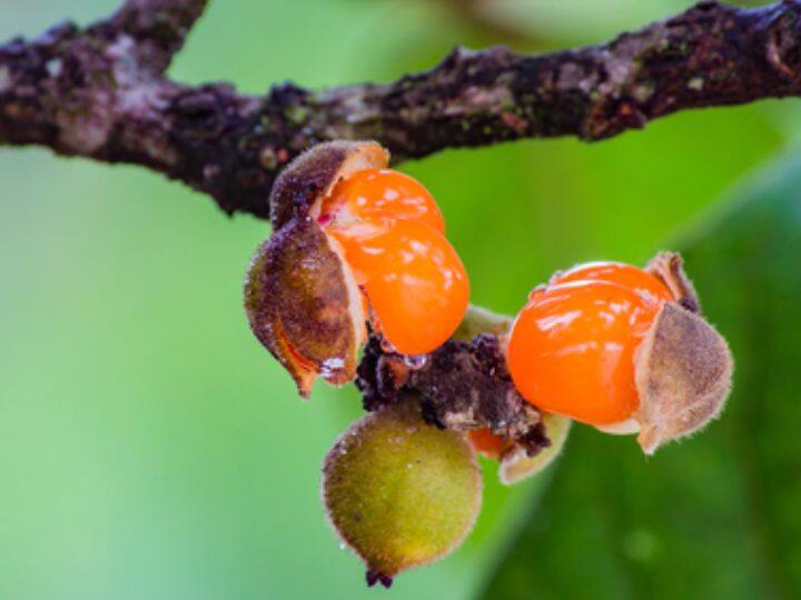औषधीय गुणों से भरपूर है ये पौधा, जानिए इसे महिलाओं के लिए क्यों माना जाता है विशेष Lodhra plant is full of medicinal properties know why it is considered special for women औषधीय गुणों से भरपूर है ये पौधा, जानिए इसे महिलाओं के लिए क्यों माना जाता है विशेष