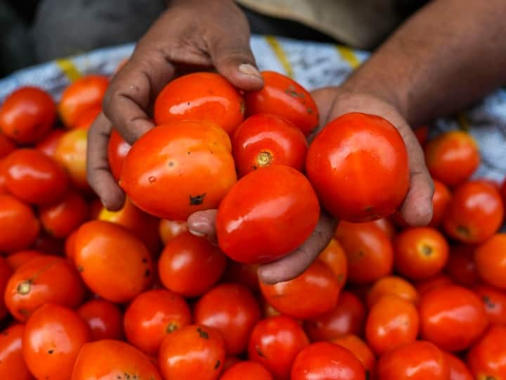 The price of tomato ruined the budget of the housewife, it increased by Rs 40 per kg in a single day ટામેટાના ભાવ સાંભળીને ગૃહિણીઓ લાલઘૂમ, એક જ દિવસમાં કિલોએ 40 રૂપિયા વધી ગયા