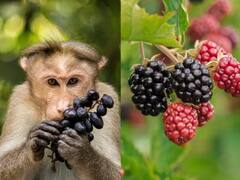 ਜਾਮੁਨ ਨੂੰ ਅੰਗਰੇਜ਼ੀ ‘ਚ ਕੀ ਕਹਿੰਦੇ? ਜ਼ਿਆਦਾਤਰ ਲੋਕ ਕਹਿੰਦੇ ਬਲੈਕਬੈਰੀ, ਪਰ ਸਹੀ ਜਵਾਬ ਤਾਂ...