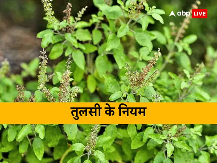 tulsi puja niyam rules for watering tulsi plants or holy basil Tulsi Puja: तुलसी को जल देते समय रखें इन बातों का ध्यान, मां लक्ष्‍मी हमेशा रहेंगी मेहरबान