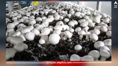 ਜਾਣੋ ਕਿਵੇਂ ਕੀਤੀ ਜਾਂਦੀ ਹੈ ਮਸ਼ਰੂਮ ਦੀ ਖੇਤੀ, ਕਿਸਾਨ ਕਮਾਏਗਾ ਲੱਖਾਂ ਦਾ ਮੁਨਾਫਾ