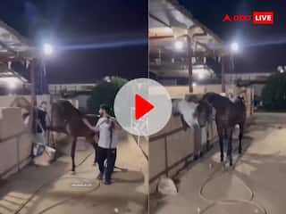 Viral Video: एक घोड़े ने दूसरे घोड़े को ऐसे मारी लात कि... वीडियो वायरल हो गया