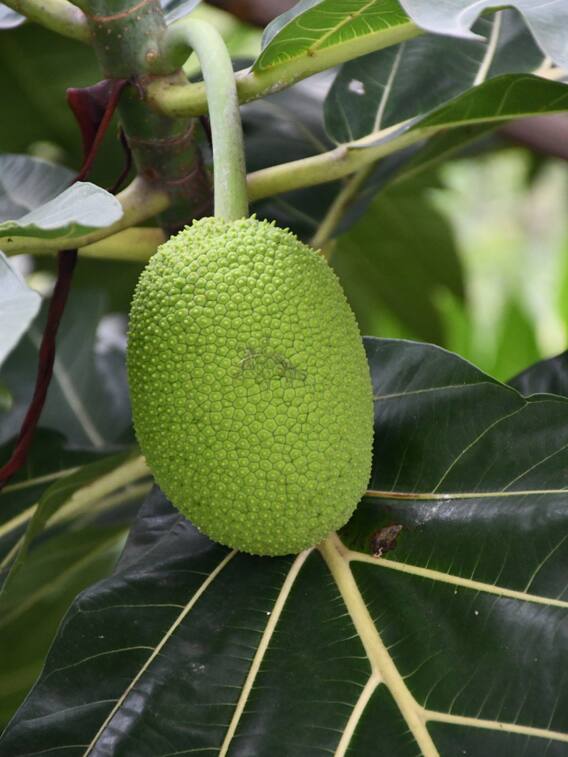 रोटी जैसा होता है इस फल का स्वाद, इसके बारे में जानें