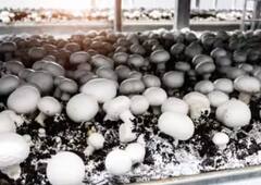 ਜਾਣੋ ਕਿਵੇਂ ਕੀਤੀ ਜਾਂਦੀ ਹੈ ਮਸ਼ਰੂਮ ਦੀ ਖੇਤੀ, ਕਿਸਾਨ ਕਮਾਏਗਾ ਲੱਖਾਂ ਦਾ ਮੁਨਾਫਾ