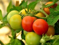 Tomato Price: ਗਮਲਿਆਂ ‘ਚ ਇਦਾਂ ਕਰੋ ਟਮਾਟਰ ਦੀ ਖੇਤੀ