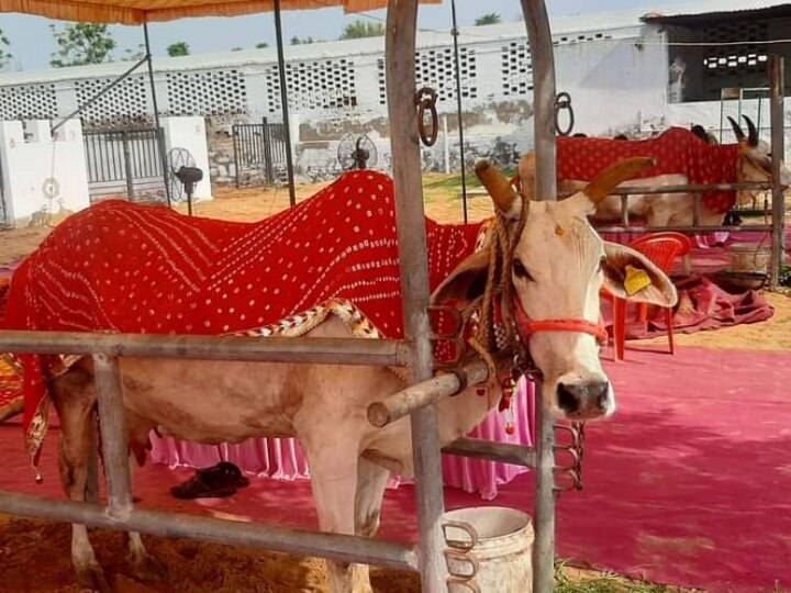 Rajasthan News: गाय और सांड की अनूठी शादी, धूमधाम से निकाली गई बारात, हल्दी, मेंहदी समेत सभी रस्मों के साथ लिए 7 फेरे