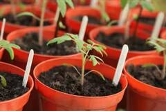 Tomato Price: ਗਮਲਿਆਂ ‘ਚ ਇਦਾਂ ਕਰੋ ਟਮਾਟਰ ਦੀ ਖੇਤੀ