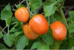 Tomato Price: ਗਮਲਿਆਂ ‘ਚ ਇਦਾਂ ਕਰੋ ਟਮਾਟਰ ਦੀ ਖੇਤੀ