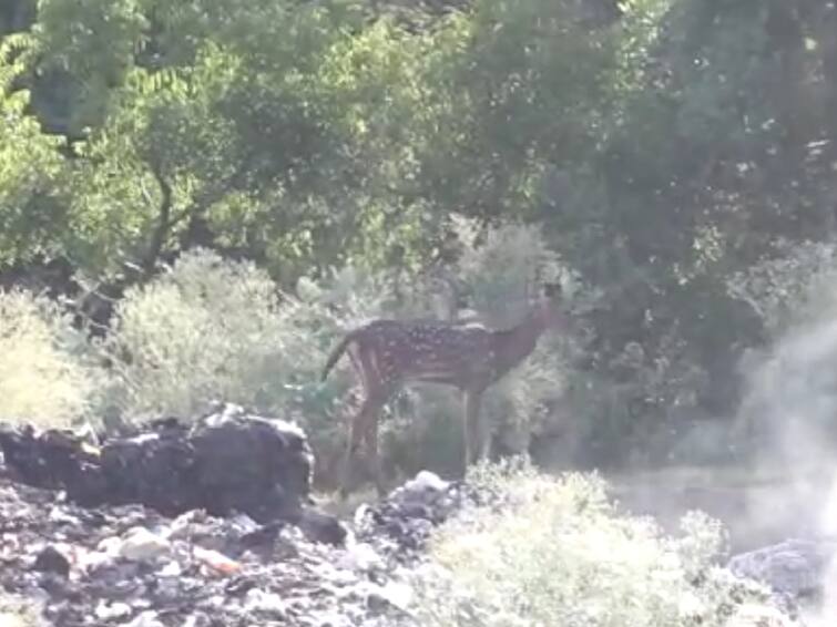 Wild animals foraging in the garbage dump in coimbatore கோவை : பரிதாபமாக உணவு தேடும் வனவிலங்குகள் ; குப்பைக்கிடங்கை அகற்ற கோரிக்கை..
