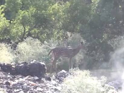 Wild animals foraging in the garbage dump in coimbatore கோவை : பரிதாபமாக உணவு தேடும் வனவிலங்குகள்  குப்பைக்கிடங்கை அகற்ற கோரிக்கை..