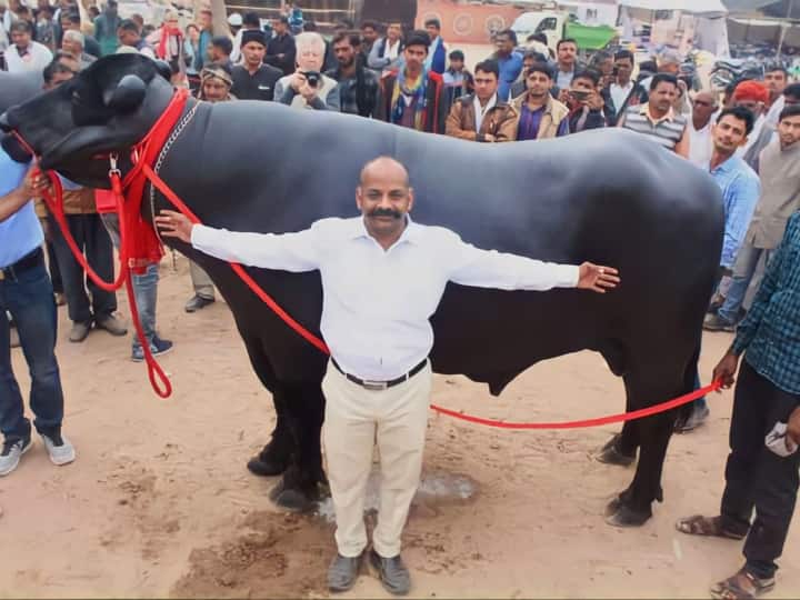 Rajasthan News Bhima number one buffalo of Murrah breed price 24 crores Salman Khan wants to buy ann Rajasthan News: करोड़ों में है भैंसा भीम की कीमत, सलमान खान सहित कई नामी-गिरामी हस्तियां लगा चुकी हैं बोली