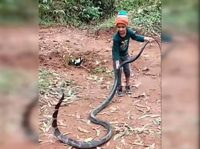 Video of girl fearlessly playing with giant snake shocks netizens