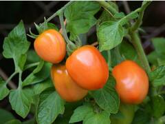 Tomato Price: यहां जानिए गमले में कैसे करें टमाटर की खेती?