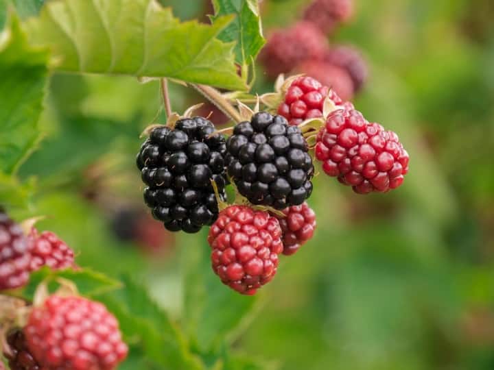 जामुन का रंग बैंगनी, हल्का गुलाबी और काला होता है, जबकि ब्लैकबेरी का रंग लाल, हरा और गहरा काला होता है. वैसे तो इसके कई प्रकार होते हैं, लेकिन आम भाषा में ब्लैकबेरी को शहतूत भी कह देते हैं.