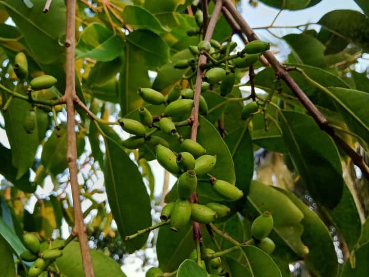 वैसे जामुन के कई और नाम भी हैं, जैसे राजमन, काला जामुन, जमाली और इंडियन ब्लैकबेरी आदि.