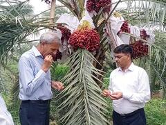 खजूर की बंपर फसल से अच्छी कमाई की उम्मीद, एक पेड़ से 100 किलो तक पैदावार